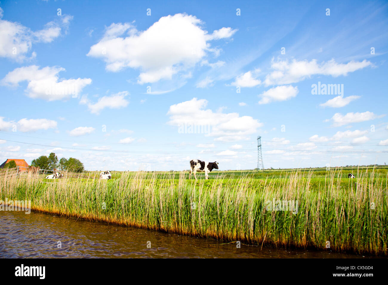 Paysage hollandais avec l'herbe et de la vache Banque D'Images