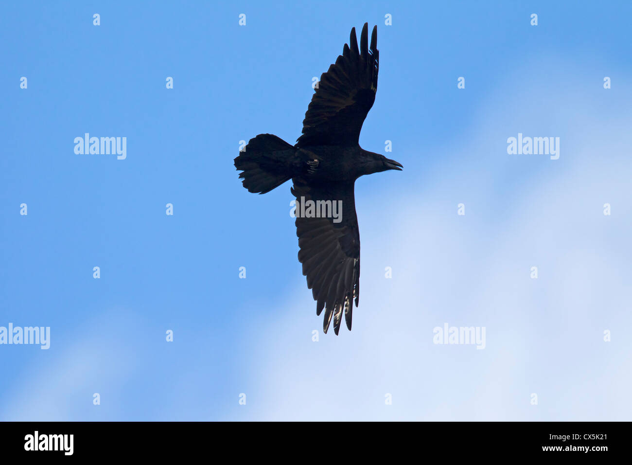 Grand corbeau (Corvus corax) en vol, Allemagne Banque D'Images