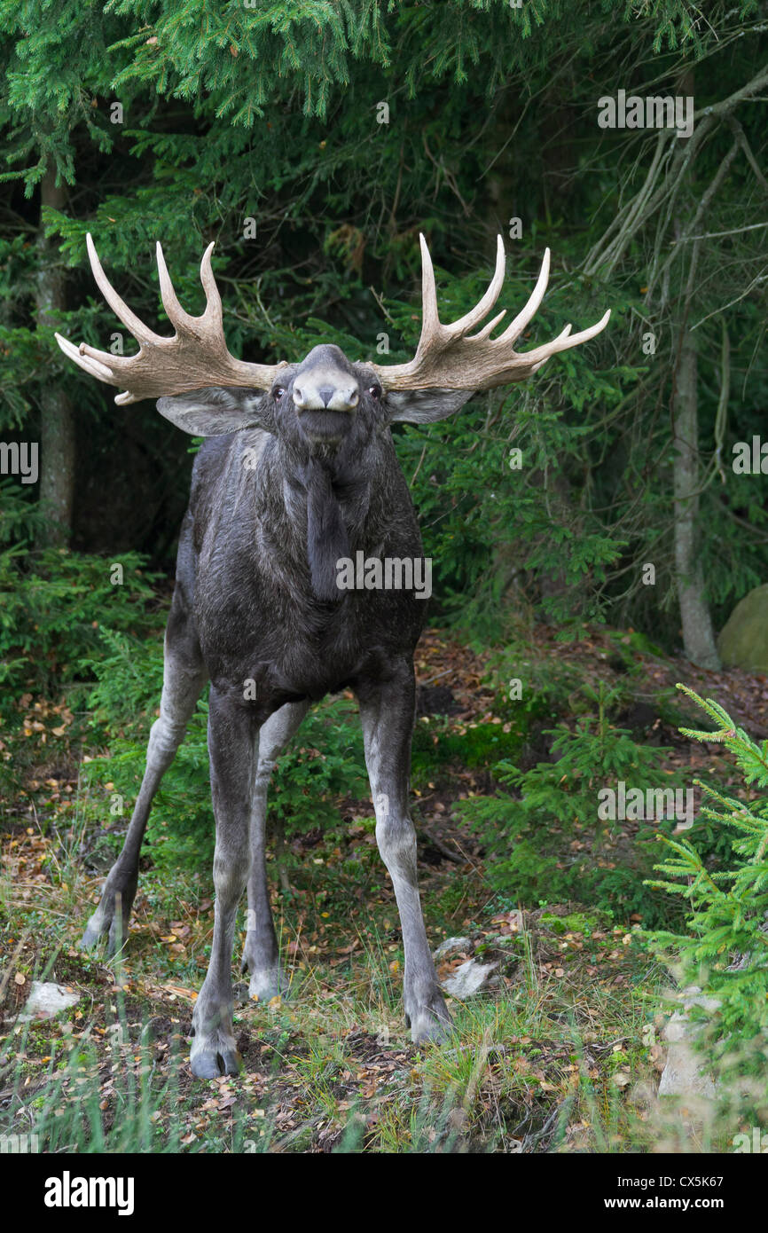 / L'orignal (Alces alces elk eurasienne) bull flehming dans la taïga en automne, Värmland, Suède Banque D'Images