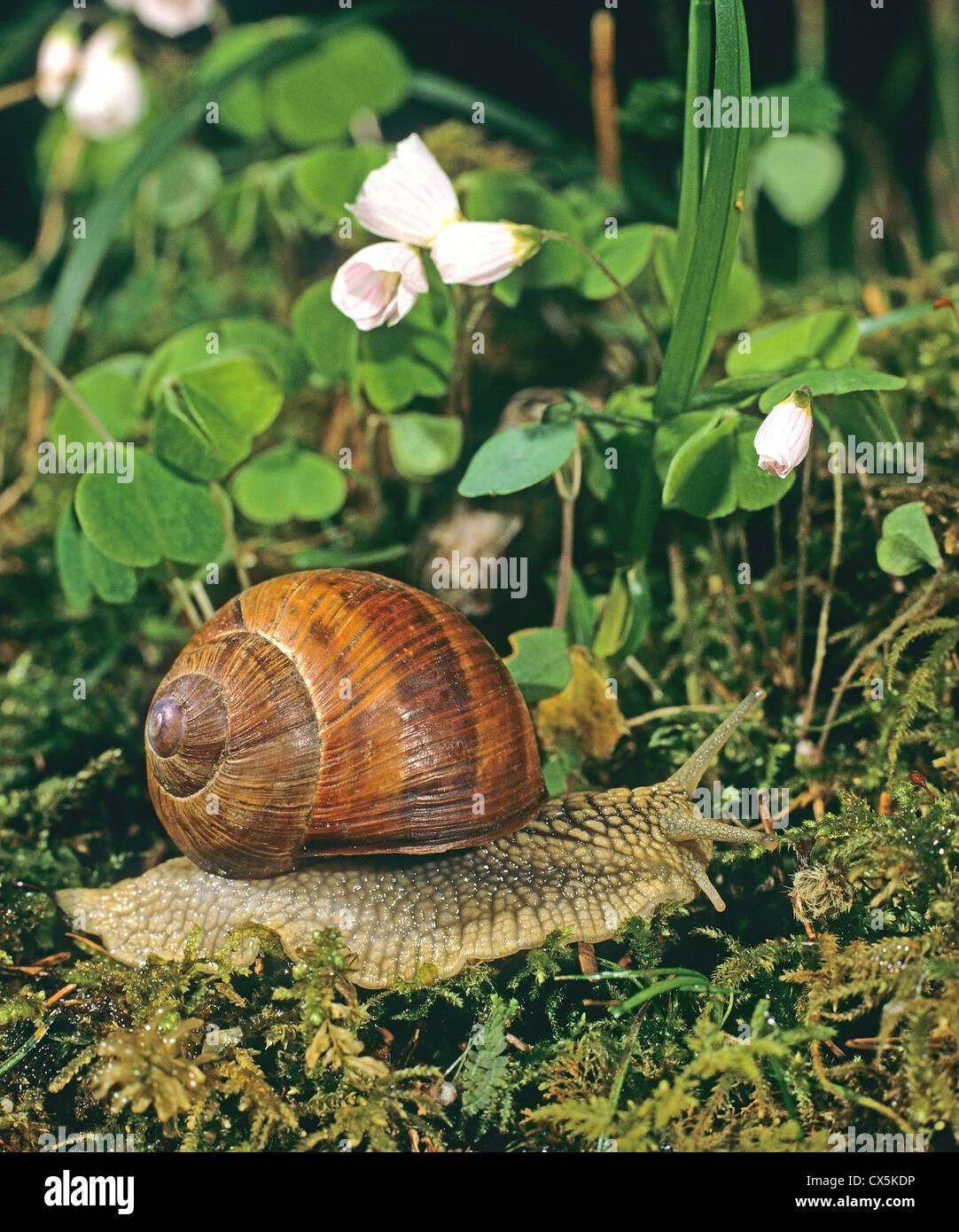 Escargot romain, les escargots, les escargots escargot, escargots (Helix pomatia) en face de l'oxalide de floraison Banque D'Images