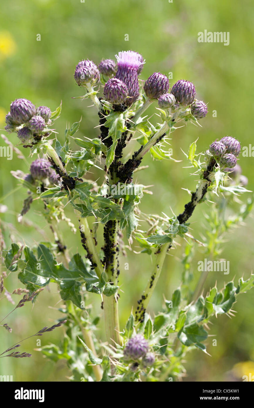 Chardon des champs (Cirsium arvense) couvertes de poux des plantes noir Banque D'Images