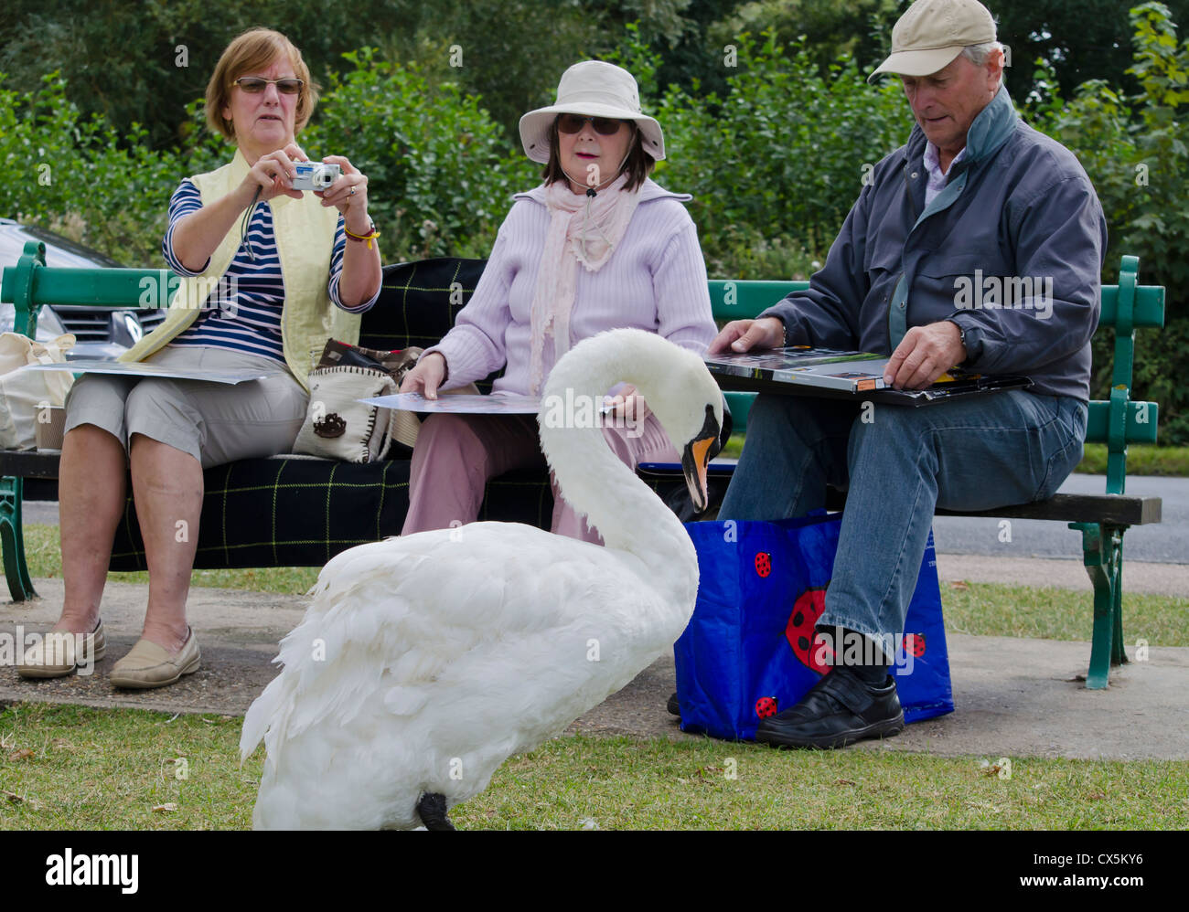 Swan et trois personnes sur un banc Banque D'Images