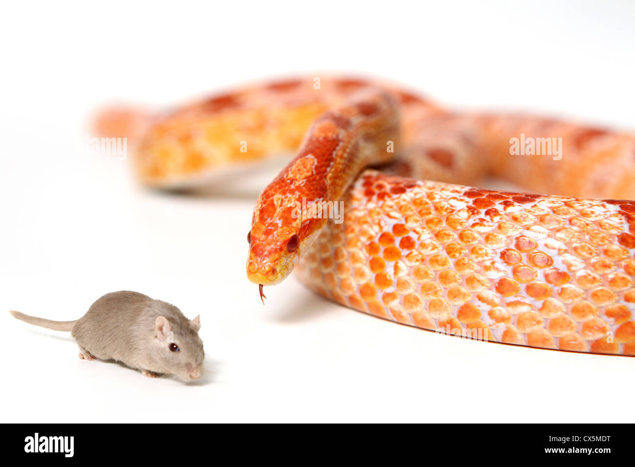 Affamés, prêts à attaquer snake eyes une souris sur fond blanc Banque D'Images