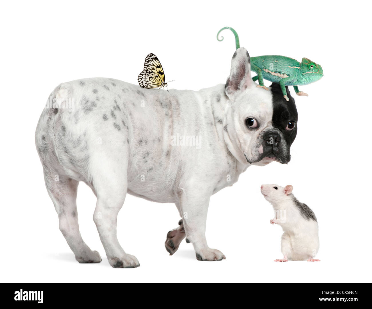 Bouledogue français avec chameleon, rat et butterfly against white background Banque D'Images
