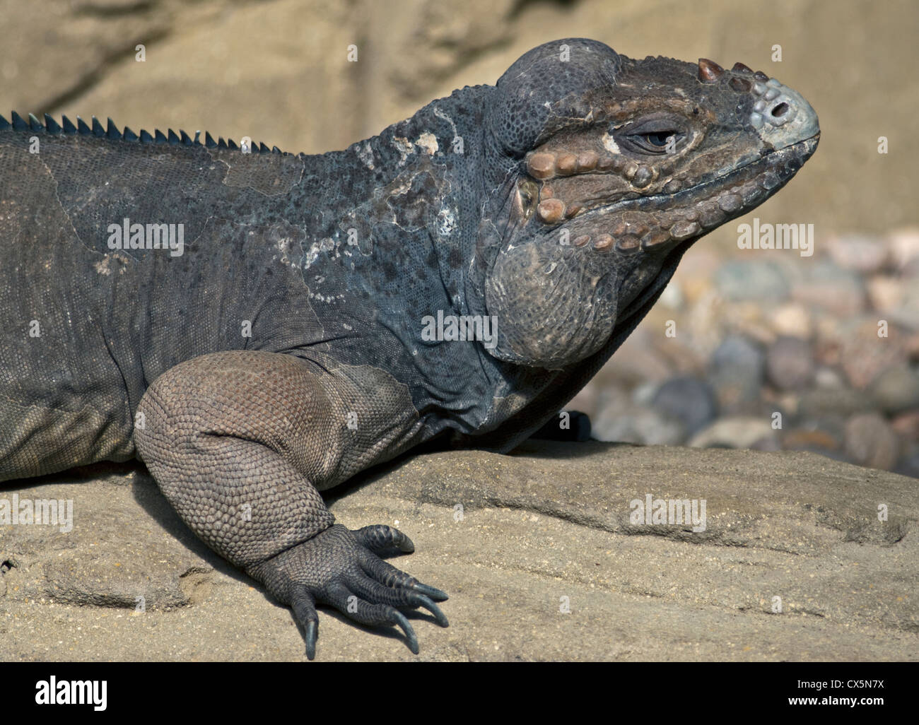 Iguane rhinocéros (Cyclura cornuta) Banque D'Images