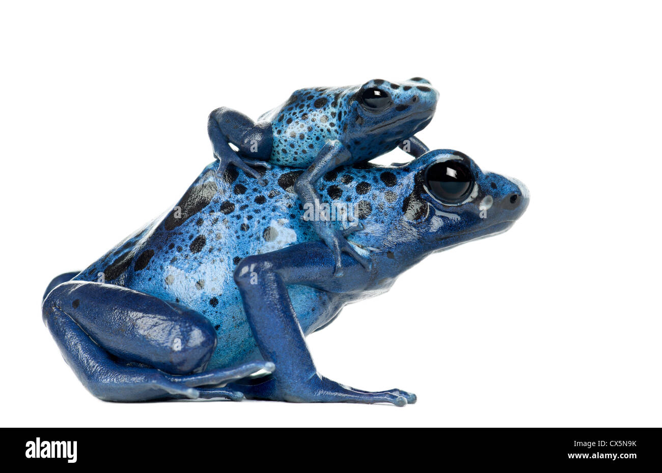 Femme Blue Poison Dart Frog avec de jeunes, Dendrobates azureus, man against white background Banque D'Images