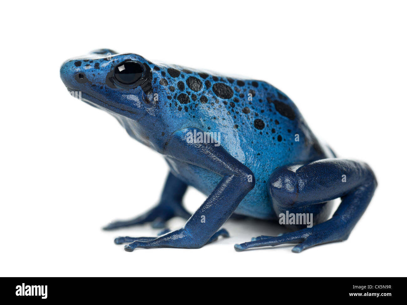 Blue Poison Dart Frog, Dendrobates azureus, against white background Banque D'Images