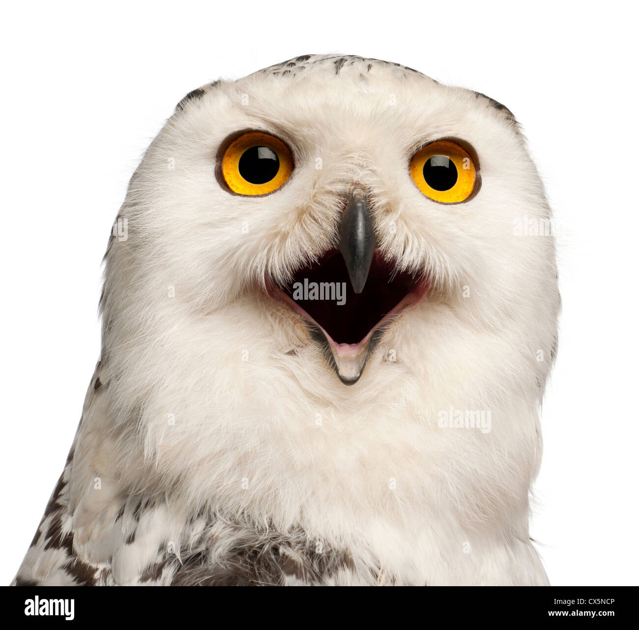 Snowy Owl femelle, Bubo scandiacus, 1 ans, portrait contre fond blanc Banque D'Images
