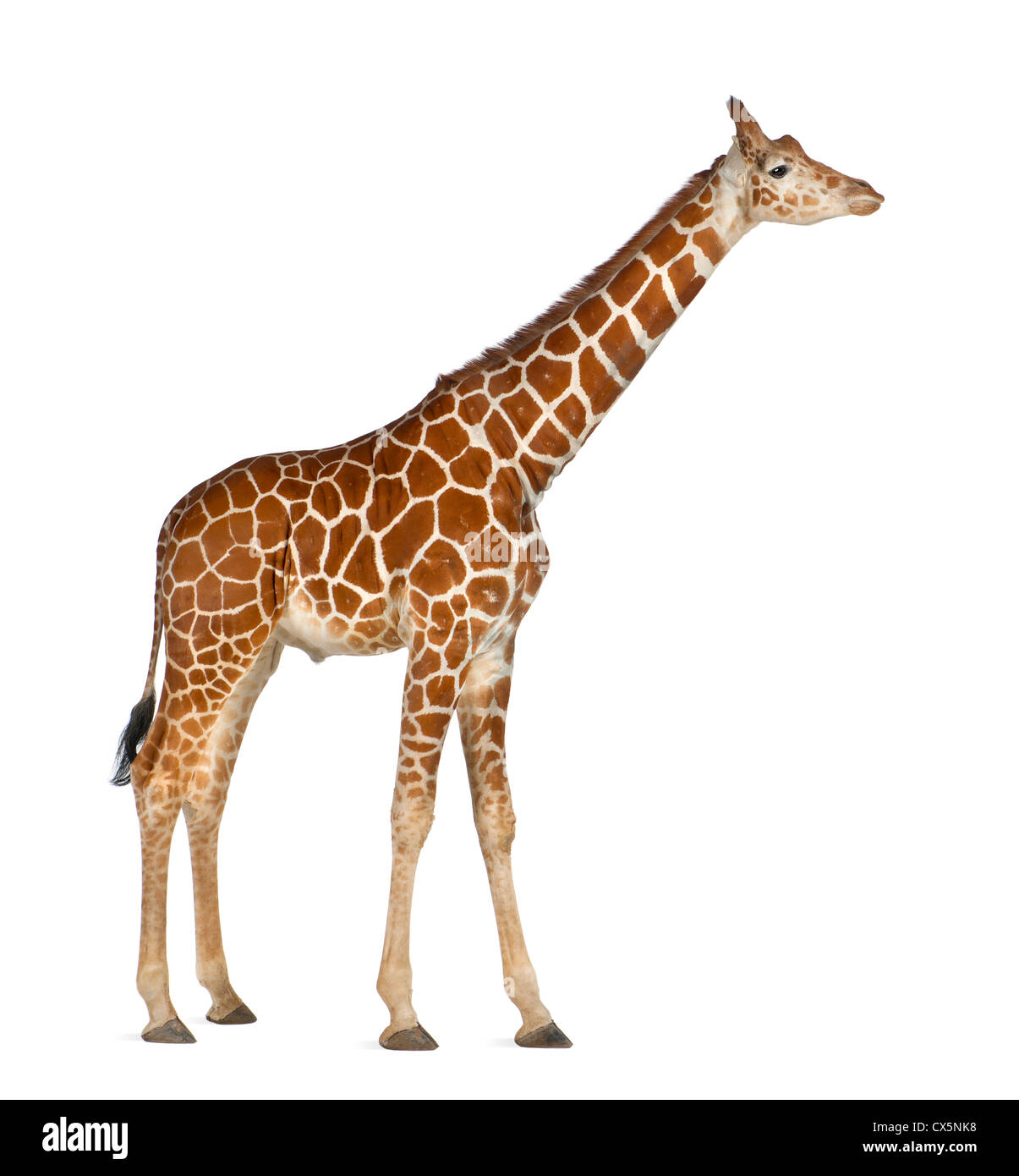 Girafe somaliennes souvent connu comme giraffe réticulée (Giraffa camelopardalis reticulata) 2 ans et demi sur fond blanc Banque D'Images