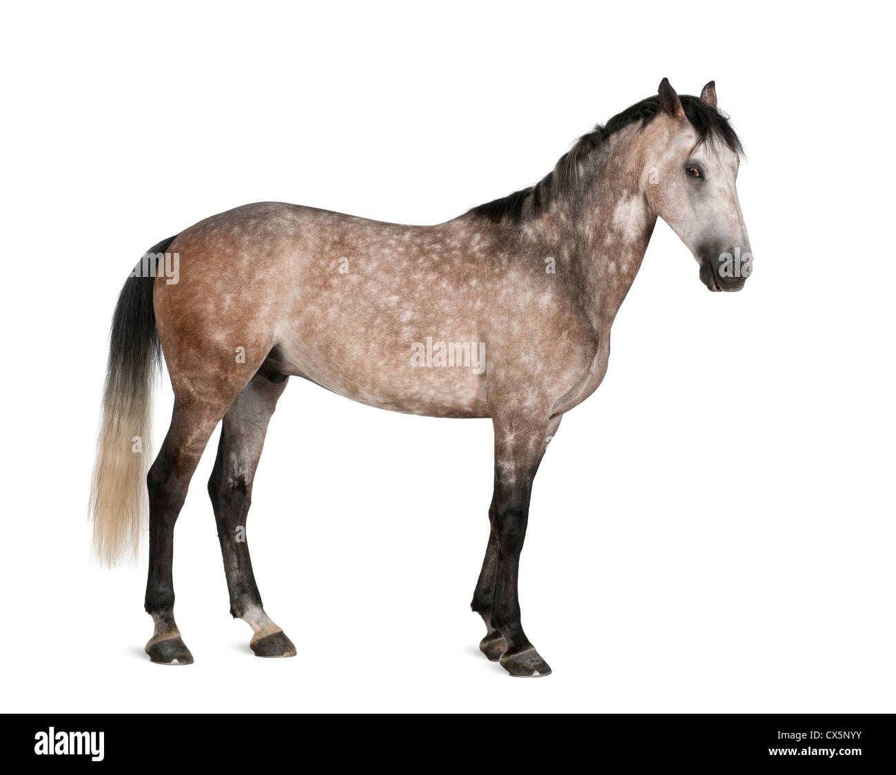 Cheval Warmblood belge, 6 ans, standing against white background Banque D'Images
