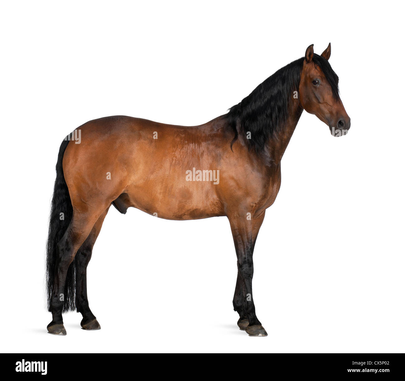 Race mixte de l'espagnol et de l'Arabian Horse, 8 ans, standing against white background Banque D'Images