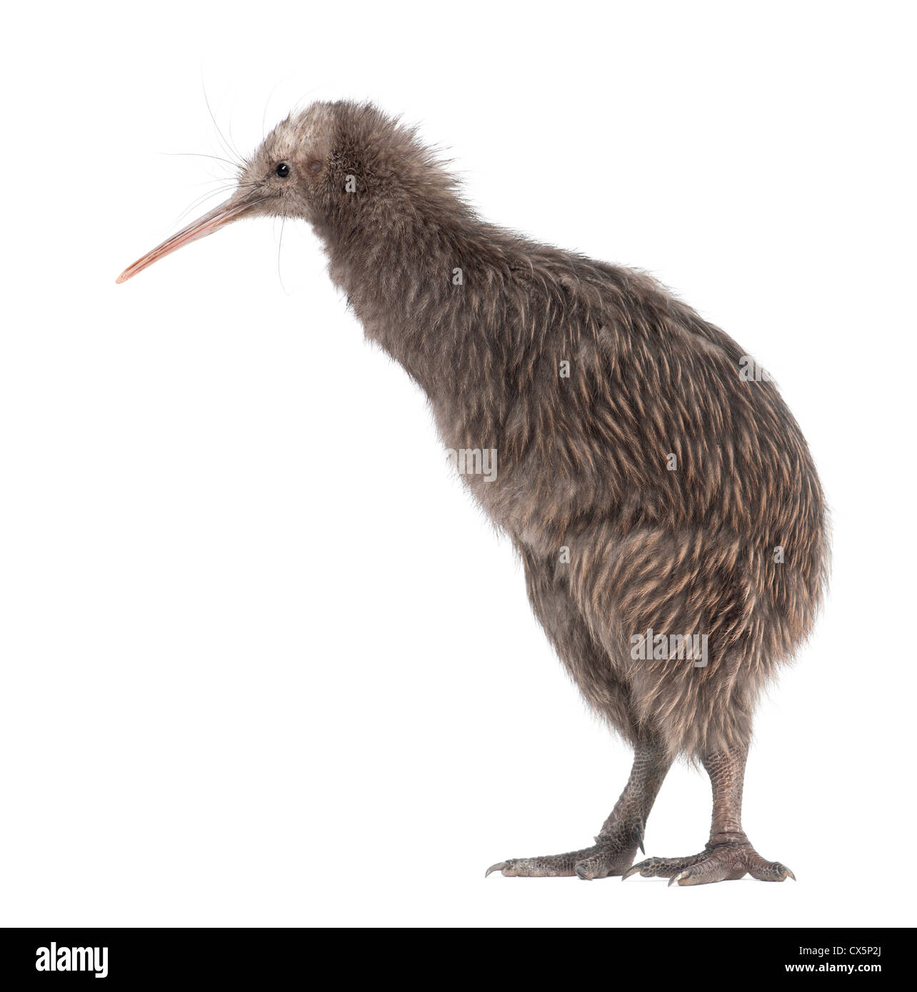 Kiwi animal Banque d'images détourées - Alamy Kiwi animal Banque d'images détourées - Alamy