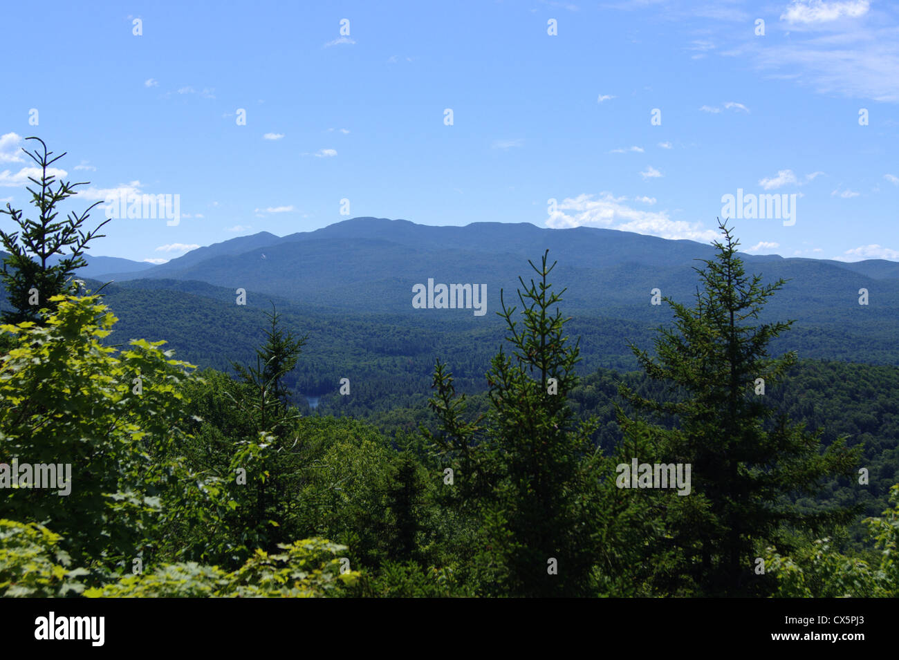 La gamme de Seward peu Panther dans les Adirondacks, près de Coreys Banque D'Images