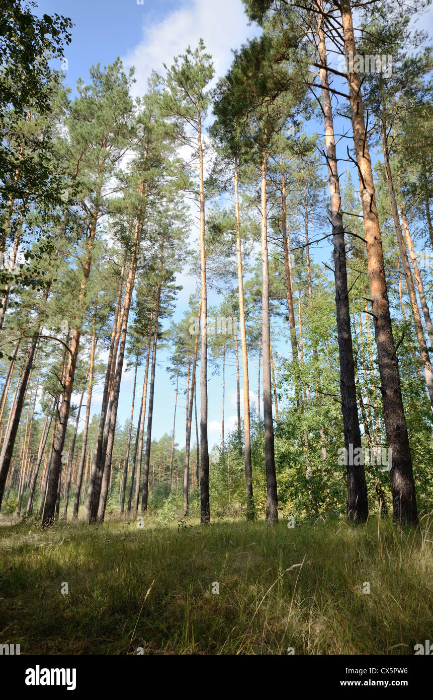 Forêt de pins vue grand angle sous ciel bleu journée d'été Banque D'Images Forêt de pins vue grand angle sous ciel bleu journée d'été Banque D'Images