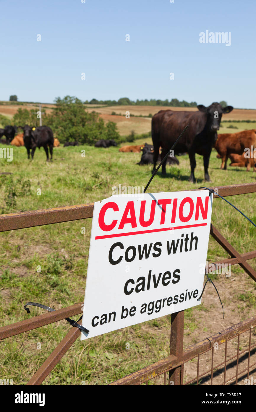 Attention - les vaches avec les veaux peuvent être agressifs avis d'avertissement sur un field gate dans les Cotswolds, Gloucestershire, Royaume-Uni Banque D'Images