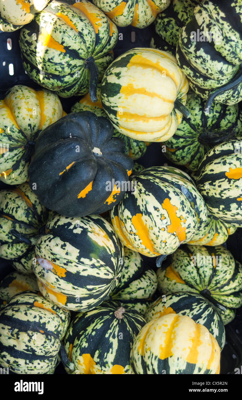 Les courges d'hiver carnaval sur l'affichage sur le marché Banque D'Images