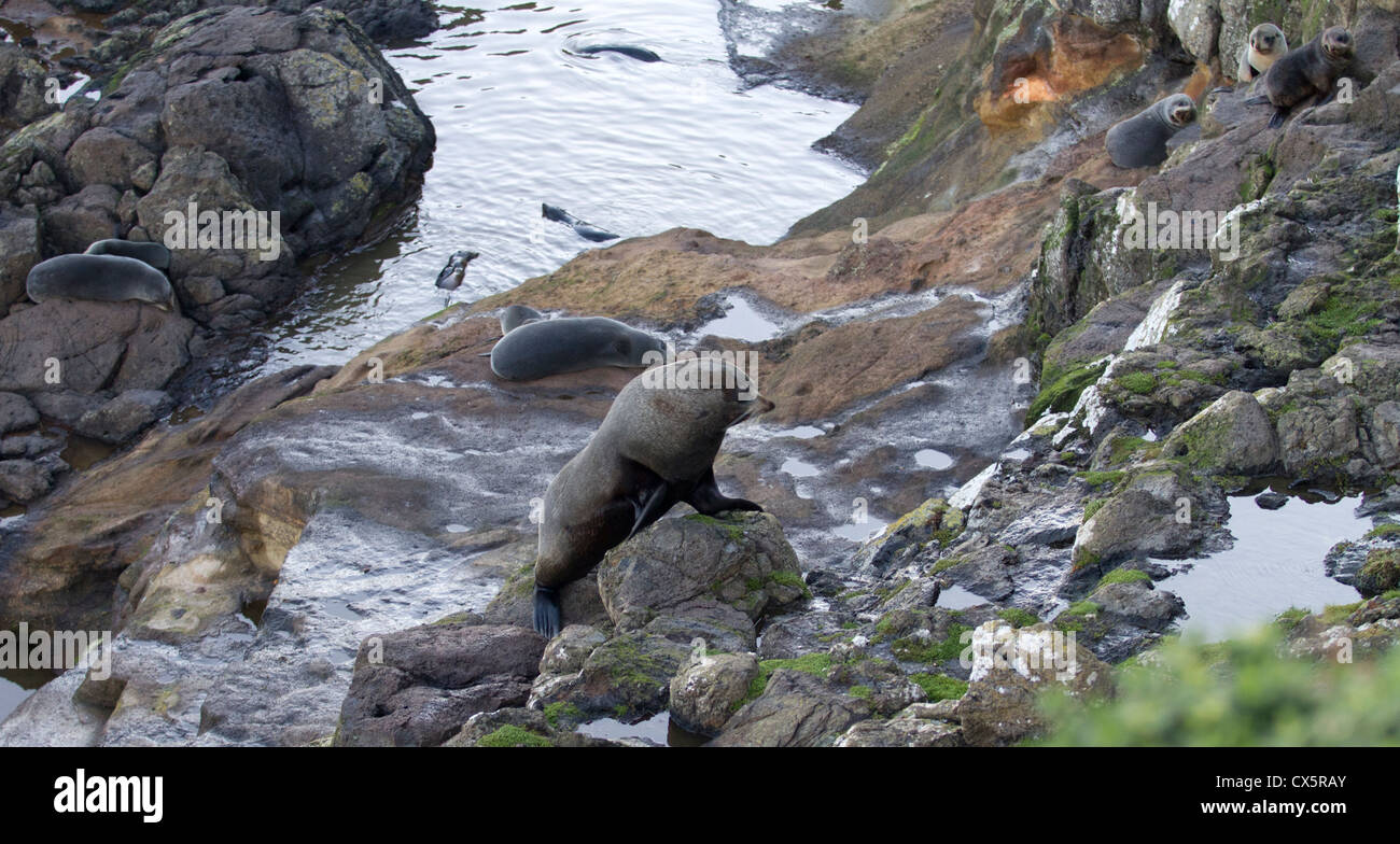 Une colonie de phoques à fourrure australe , péninsule d'Otago, île du Sud, Nouvelle-Zélande Banque D'Images