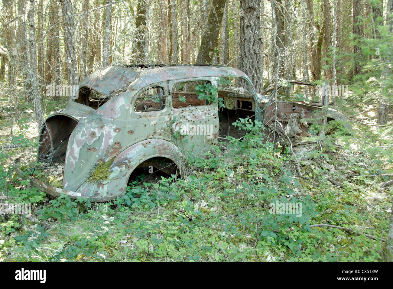 Vieille voiture dans la forêt avec des arbres et des trous de balle Banque D'Images