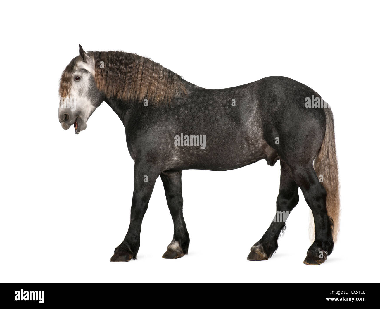 , Percheron de 5 ans, une race de chevaux de standing against white background Banque D'Images