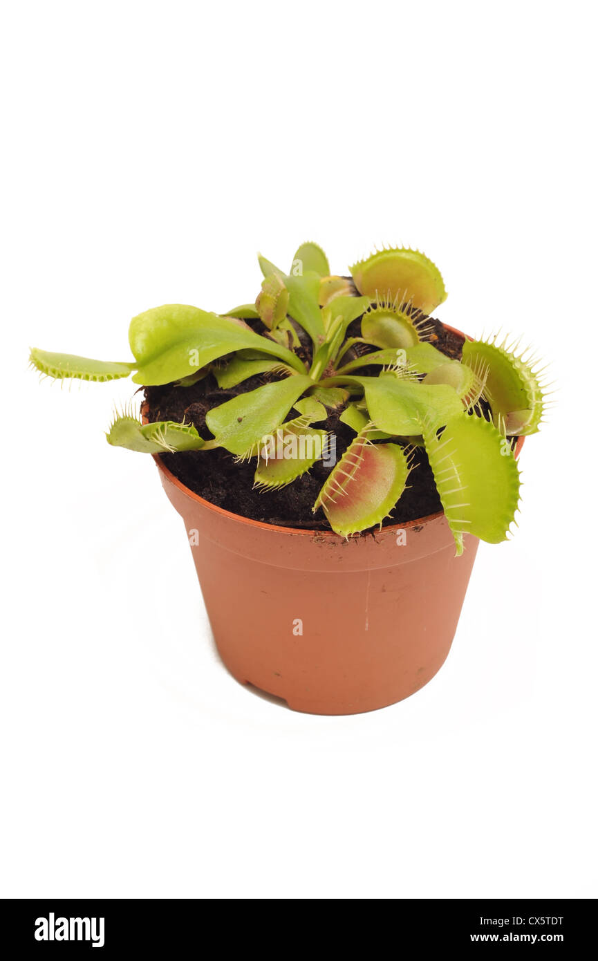 Venus Fly Trap en pot Banque D'Images