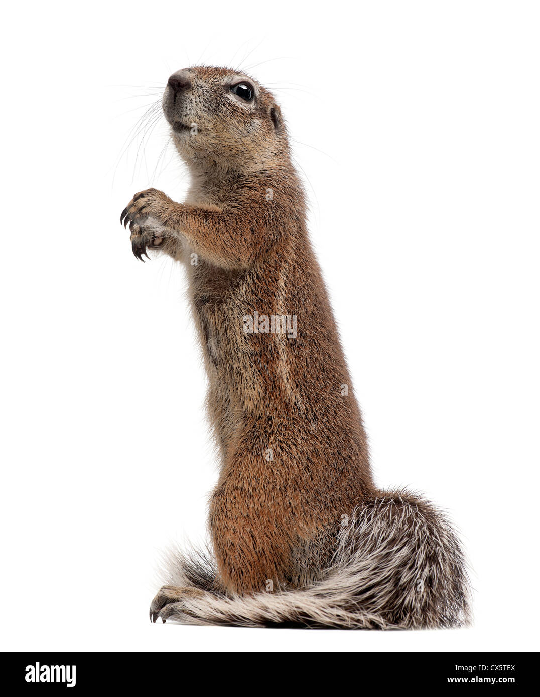 Rez-de-écureuil, HA83 inauris, against white background Banque D'Images