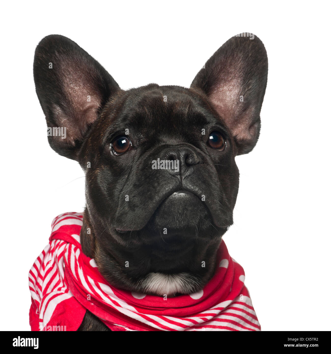 Chiot bouledogue français, 6 mois, à l'écharpe rouge contre fond blanc  Photo Stock - Alamy