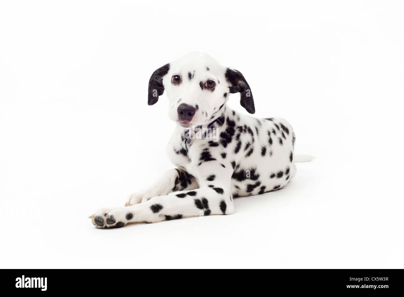 Chiot dalmatien couché, studio shot avec fond blanc Banque D'Images