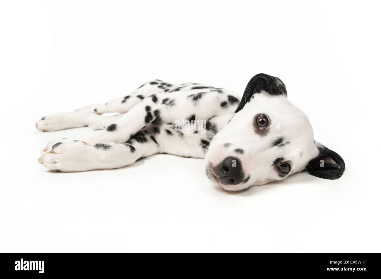 Chiot dalmatien couché dormir, studio shot avec fond blanc Banque D'Images