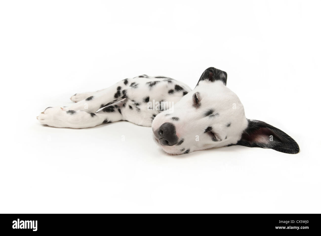 Chiot dalmatien couché dormir, studio shot avec fond blanc Banque D'Images