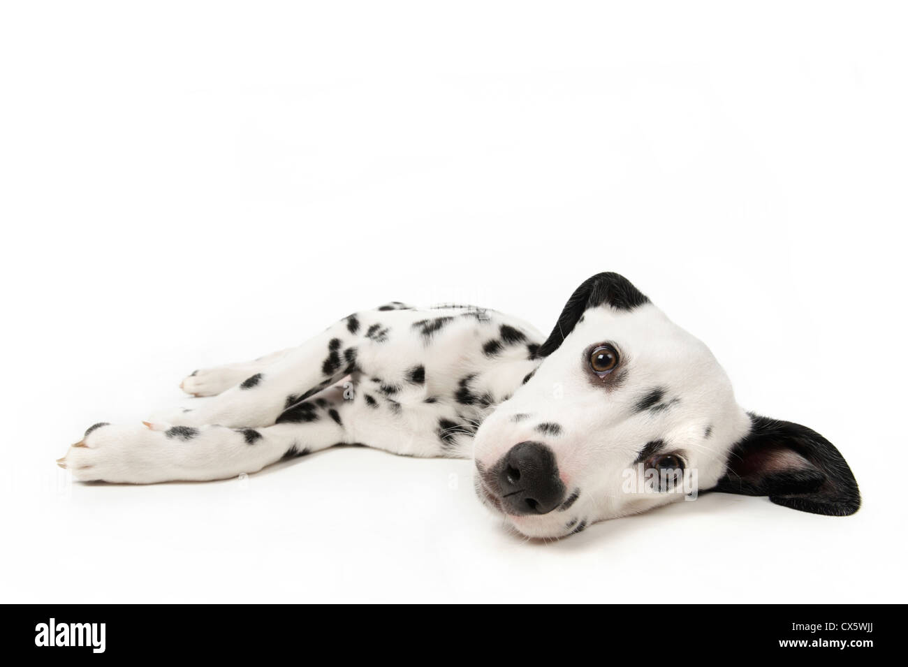 Chiot dalmatien couché dormir, studio shot avec fond blanc Banque D'Images