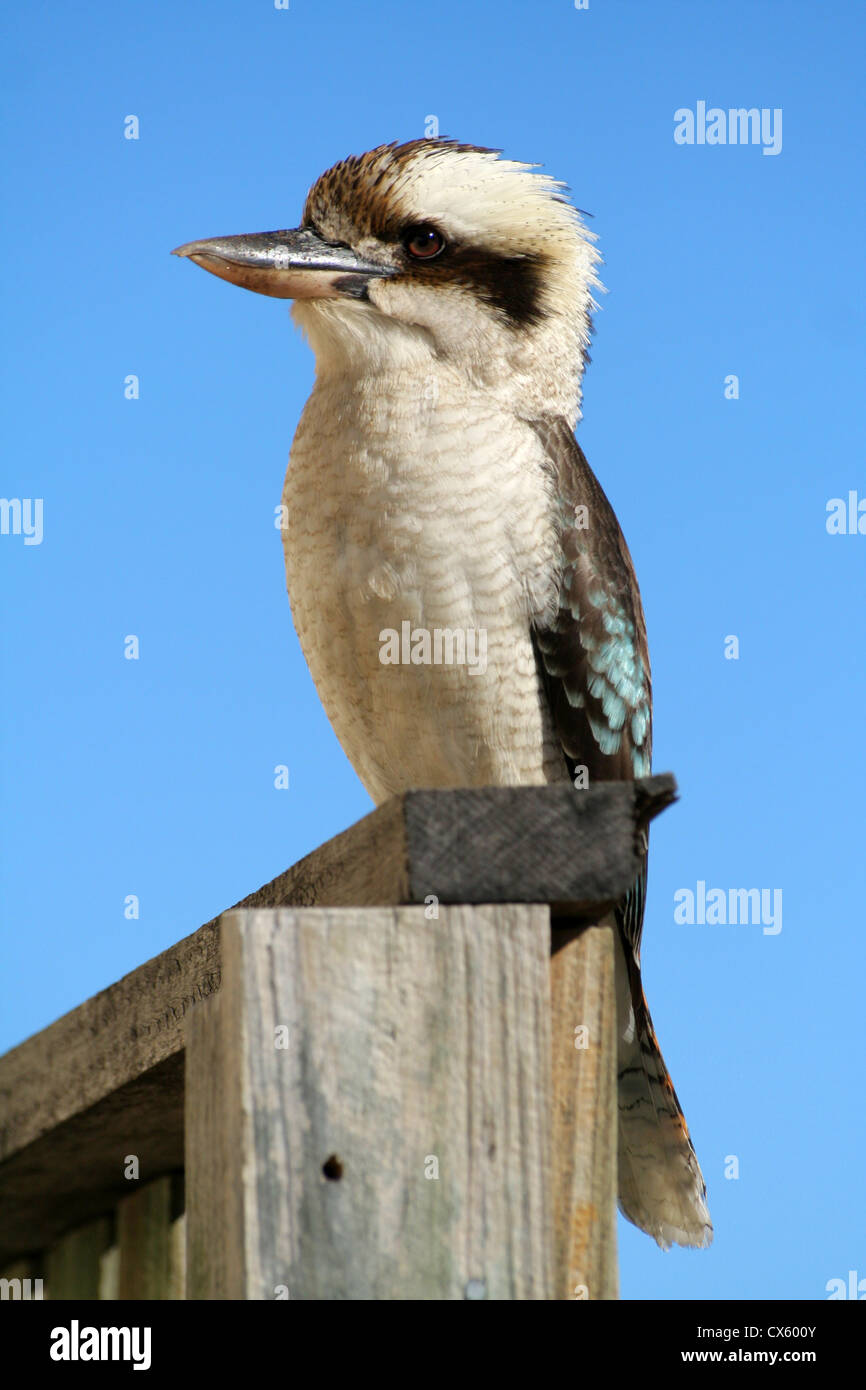 Kookaburra oiseau en Australie sur un poteau Banque D'Images