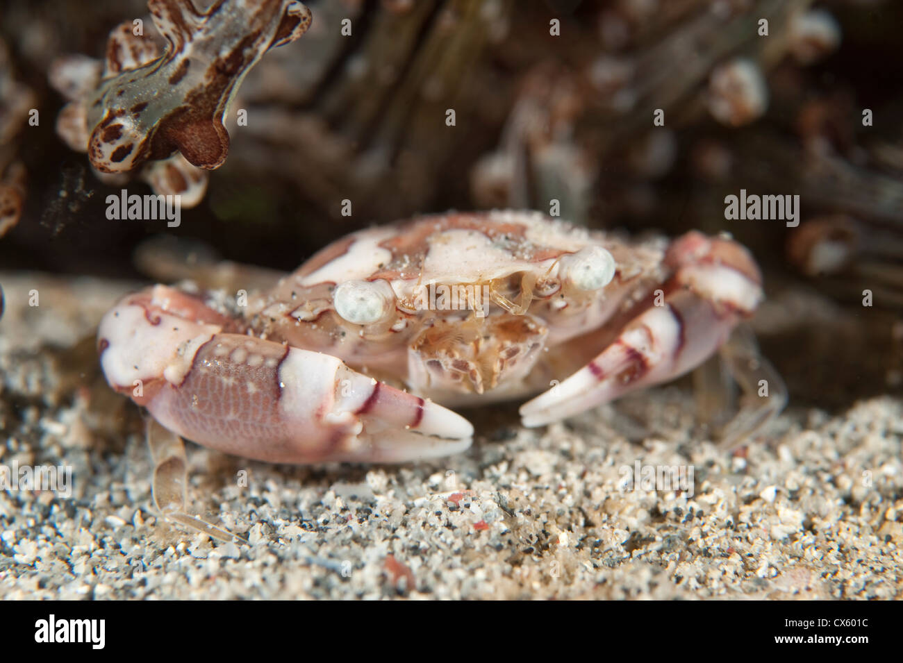 Un crabe nageur sur un récif au nord de Sulawesi. Banque D'Images