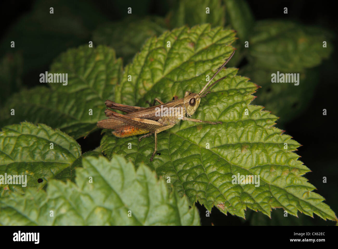 Champ commun (sauterelle Chorthippus brunneus) larve sur une feuille Banque D'Images