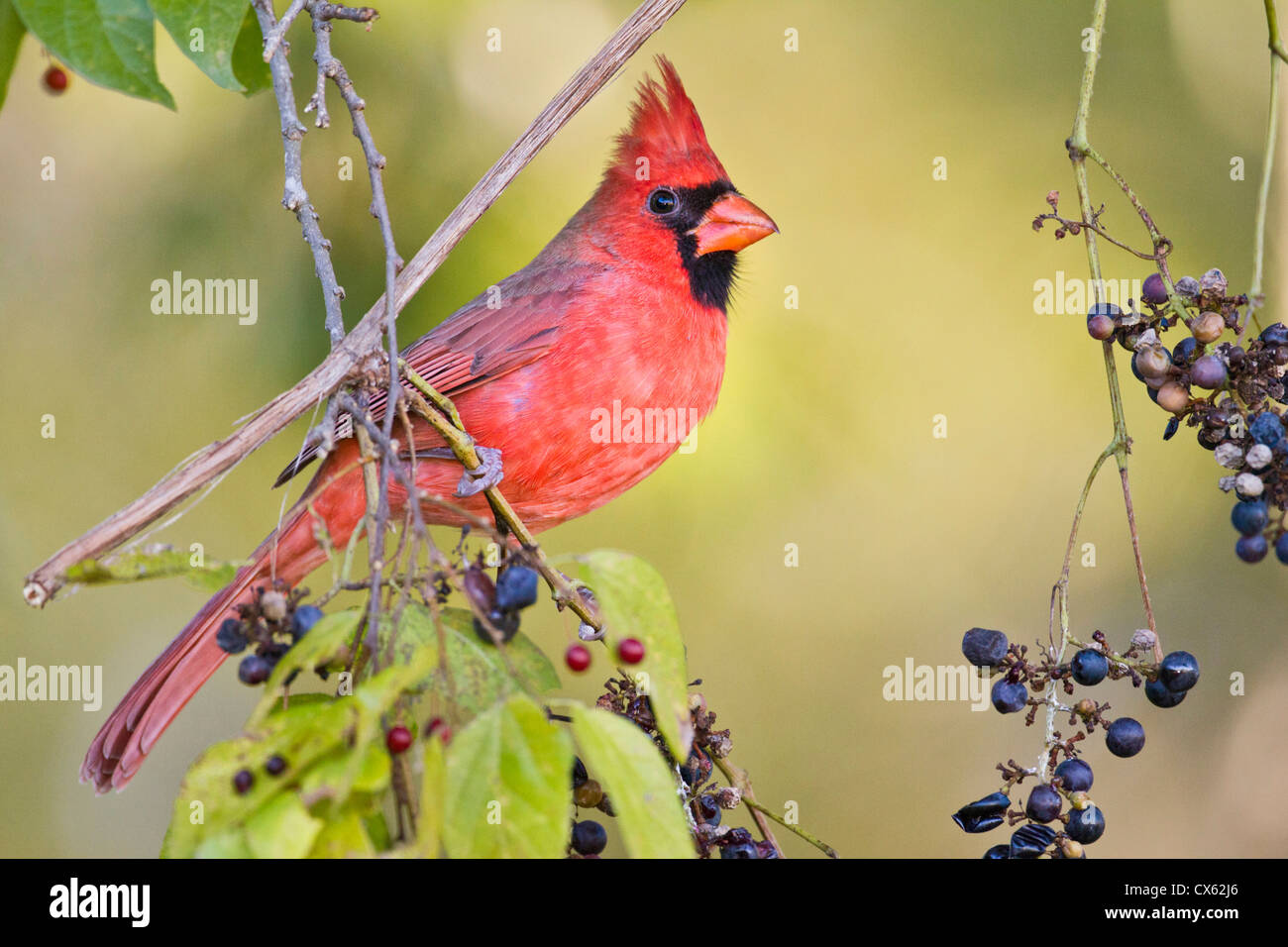 Oiseau mangeant des raisins Banque de photographies et d’images à haute