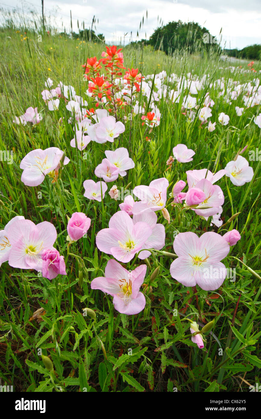 Pink l'onagre (Oenothera speciosa) et indian paintbrush (Castilleja indivisa) sur la route du nord du Texas Banque D'Images