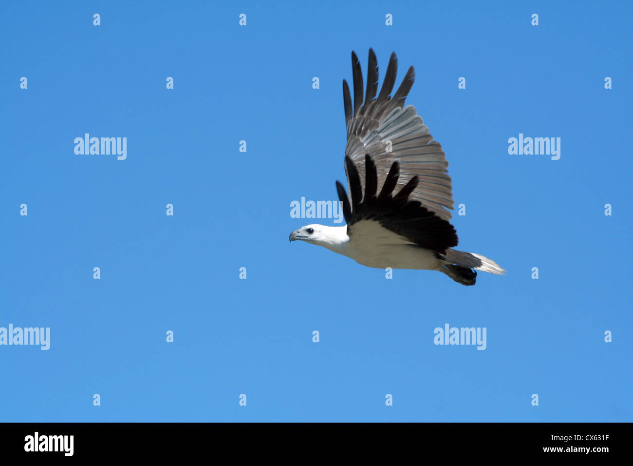 Vol de l'Aigle de mer à ventre blanc Banque D'Images