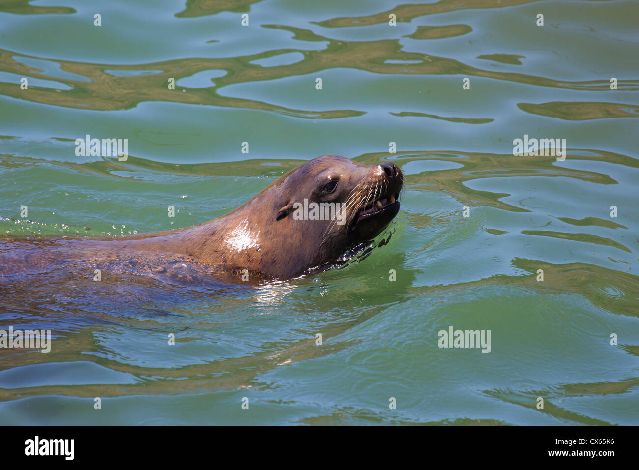 Tête de vache d'otaries au-dessus de l'eau Banque D'Images
