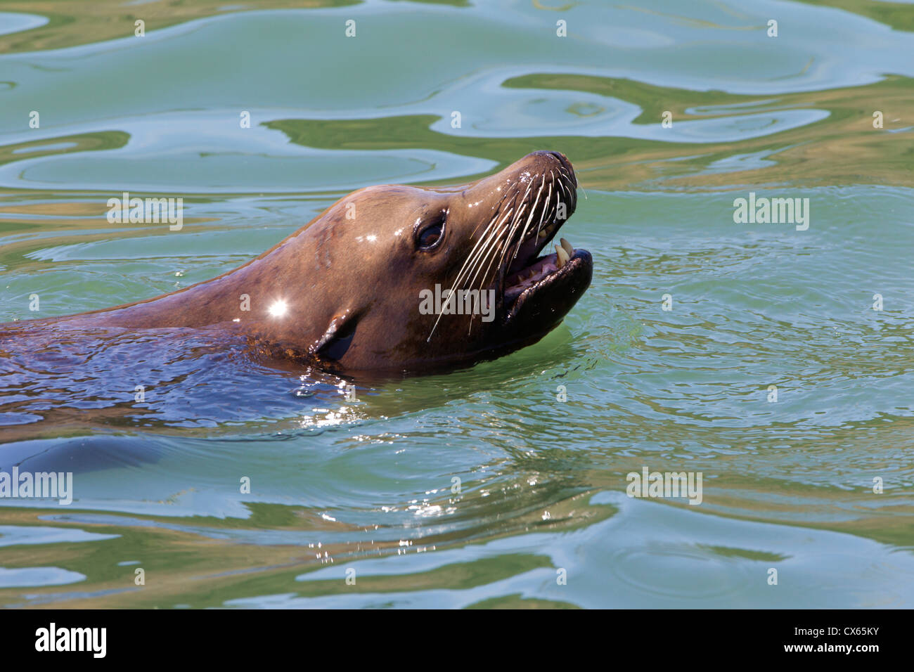 Sea Lion Bull tête au-dessus de l'eau Banque D'Images