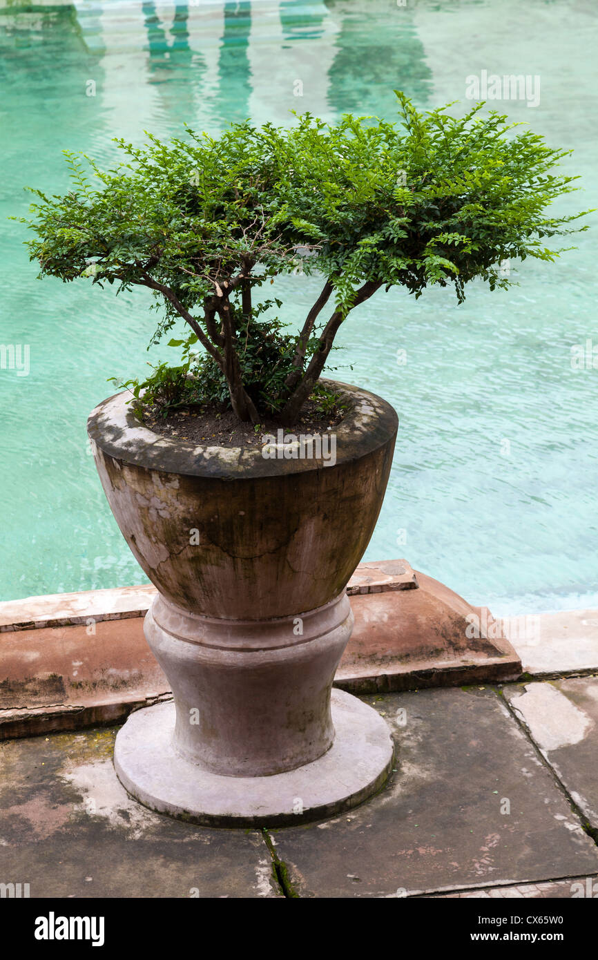 Plante à un bassin de l'eau Château Royal Taman Sari à Yogyakarta Banque D'Images