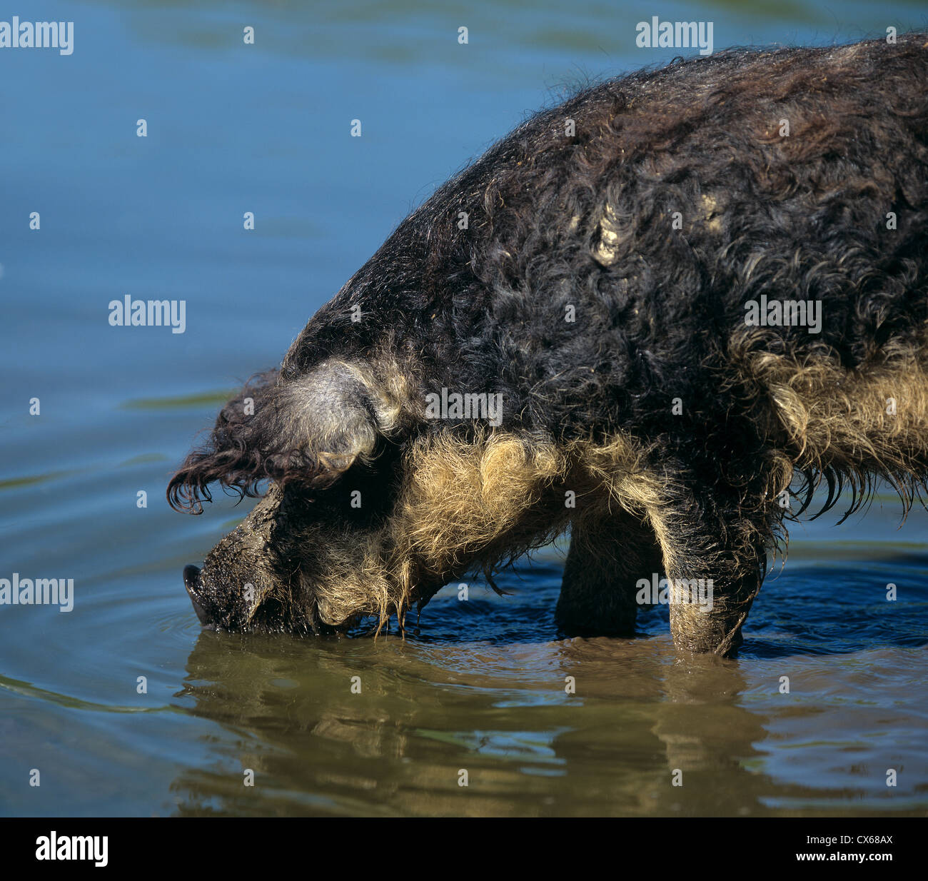 Cochon laineux Mangalitza, porc (Sus scrofa domestica), avalez-bellied variété Banque D'Images