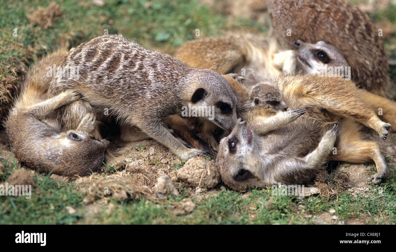 À queue fine, Suricate (Suricata suricata) Suricates, family playing Banque D'Images