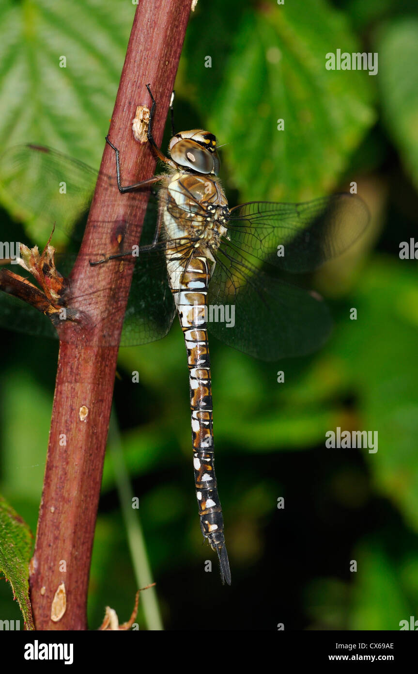 Hawker migrants - Libellule Aeshna mixta femme adulte Banque D'Images