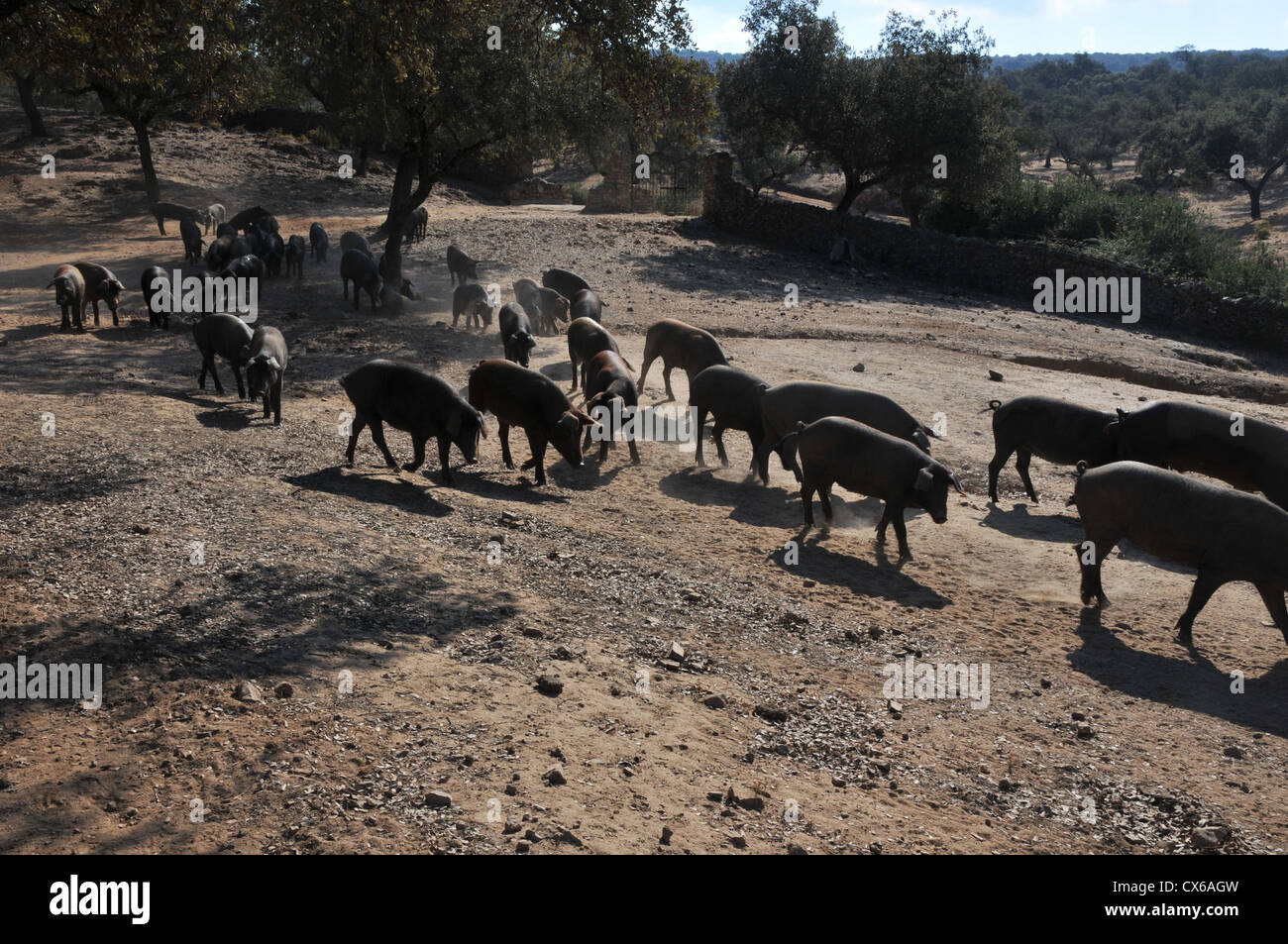 'Pata Negra' les porcs ibériques ensemble sur chaude journée d'été. Banque D'Images