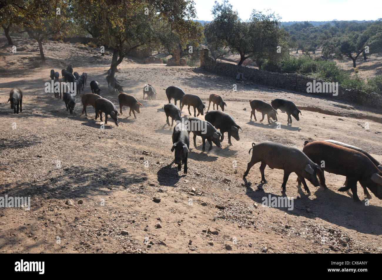 'Pata Negra' les porcs ibériques ensemble sur chaude journée d'été. Banque D'Images