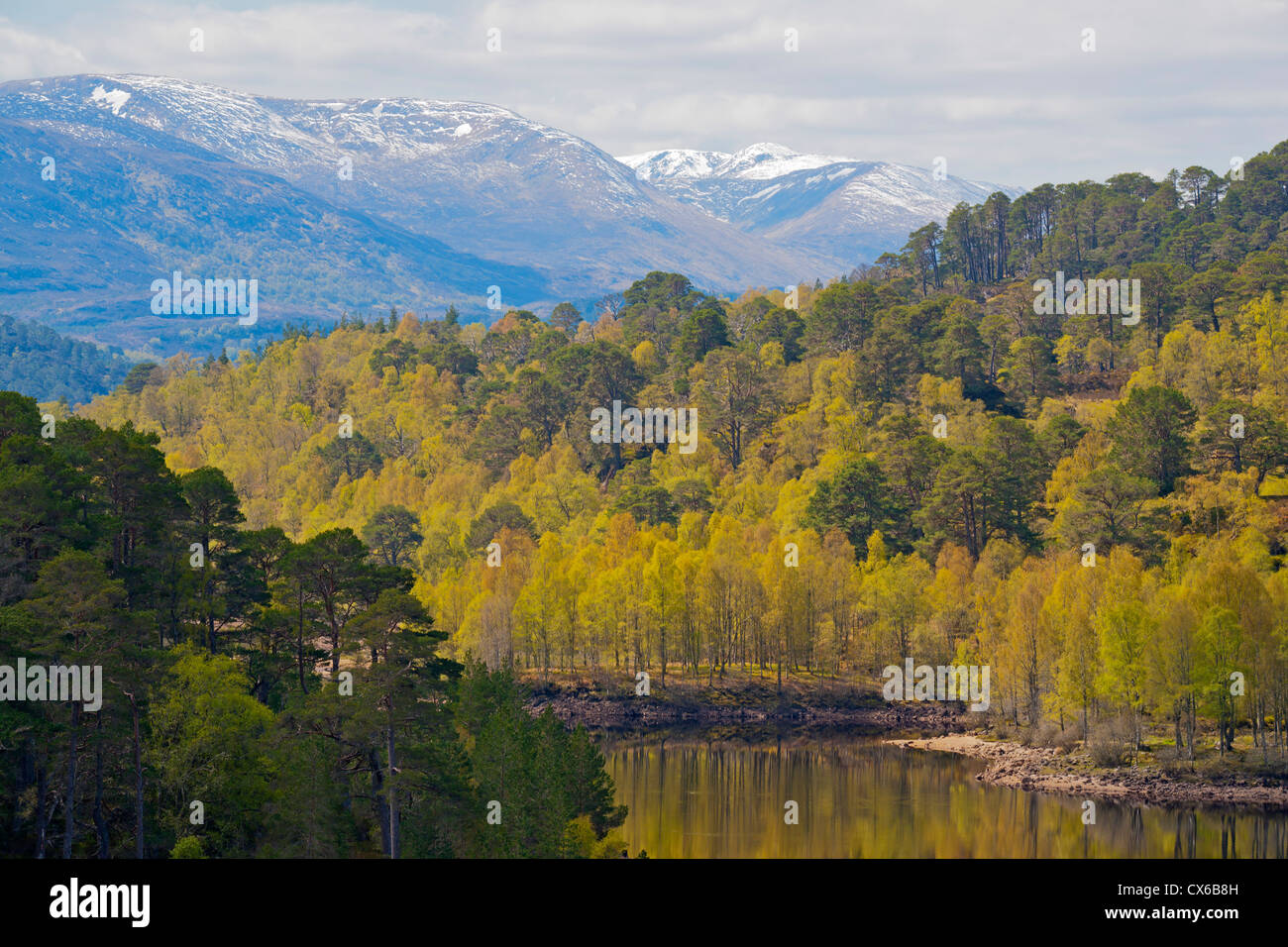 Glen Affric, printemps, Inverness, Écosse, région des Highlands Banque D'Images