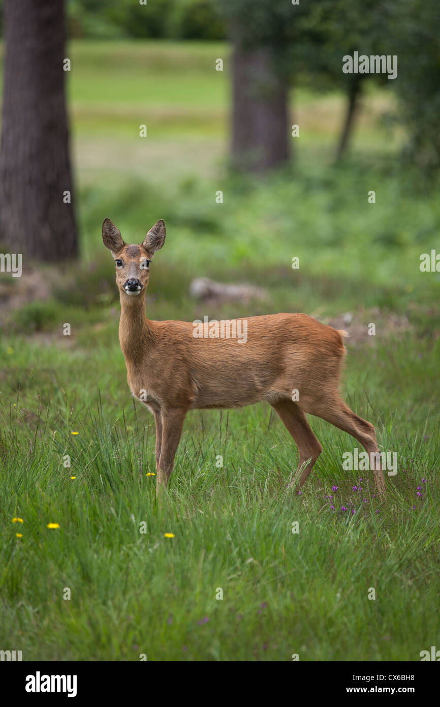 Jeune cerf en forêt Banque D'Images