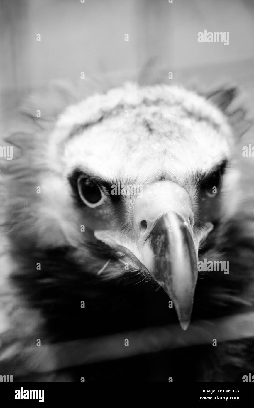 Portrait d'un vautour en captivité en noir et blanc Banque D'Images