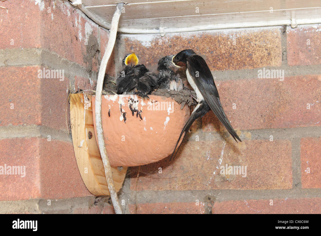 Alimentation avaler dans un nid de poussins en terre cuite. Banque D'Images