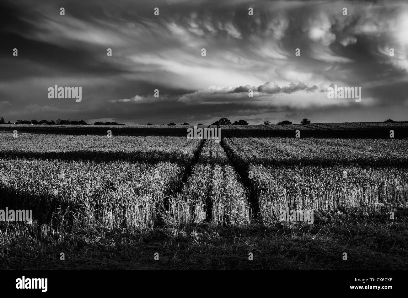 Un champ de maïs pendant la période des récoltes, Worcestershire, Royaume-Uni, Banque D'Images