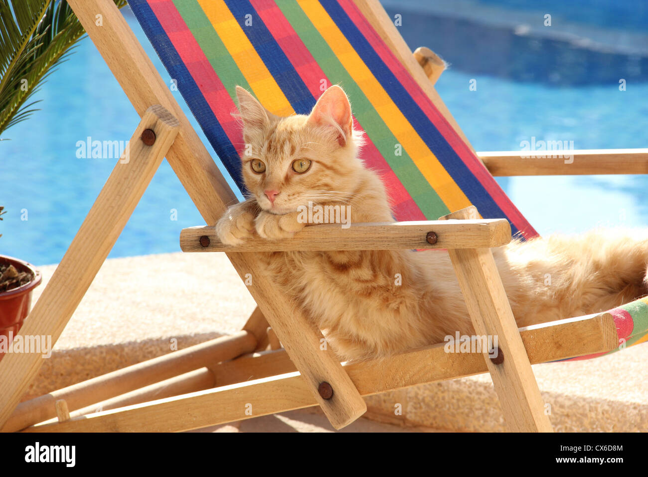 Chat domestique se reposant dans une chaise longue sur une plage Photo  Stock - Alamy